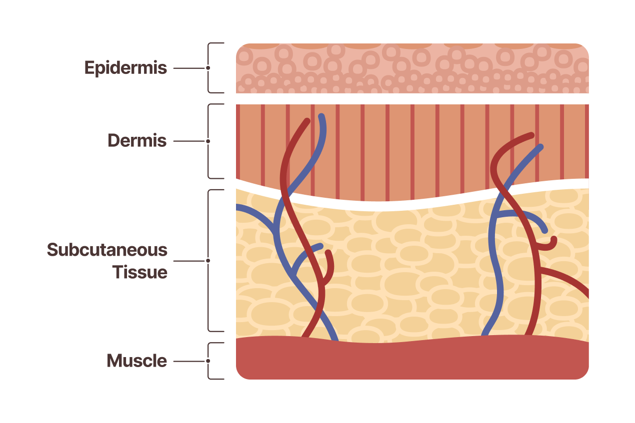 An infographic showing the skin's layers